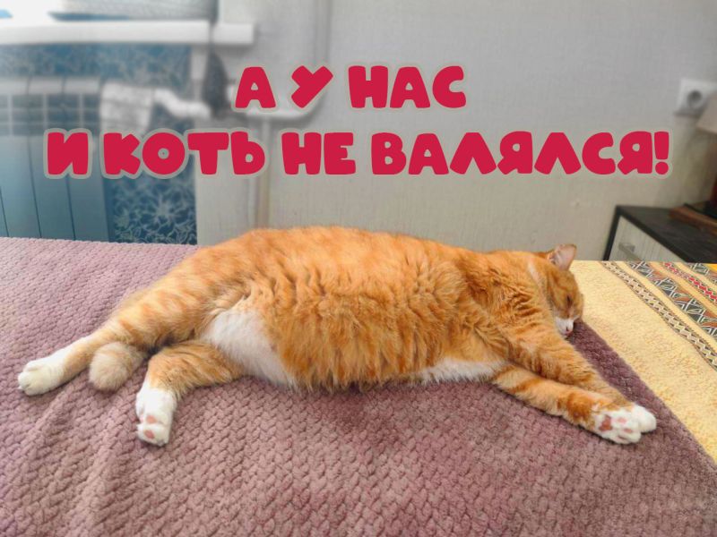Кот